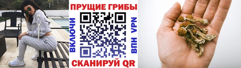 Псилоцибиновые грибы GOLDEN TEACHER  Тамбов 